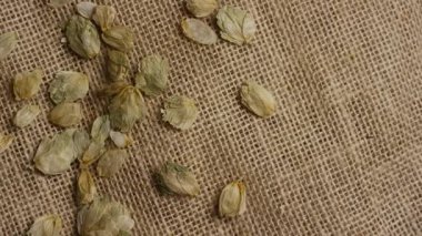 Bira demlemek için kullanılan yüksek açılı yeşil zıpzıp kırsal bir kahverengi çuval bezine saçılmış ve stüdyoda yavaşça dönen.