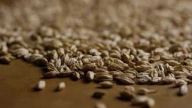 Bira yapmak ya da ekmek pişirmek için düz bir yüzeye saçılmış çiğ arpa tanelerini ya da malt tohumlarını yakından izleyin.