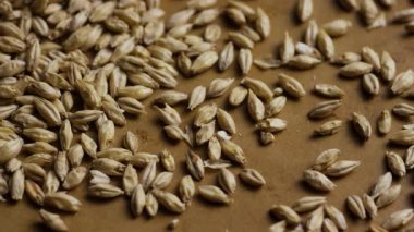 Bira demlemek ya da sağlıklı tahıl ekmeği yapmak için kullanılan kahverengi bir yüzeye serpilmiş çiğ arpa tohumlarının Macro görüntüsü