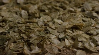 Kurumuş yeşil zıpzıp çiçeklerinin yakın görüntüsü kırsal kahverengi çuval bezi kumaş yüzeyine saçılmış bira ve bitkisel ilaç üretimi için