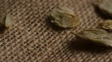 Kurumuş yeşil zıpzıp çiçeklerinin üzerinde dönen çekim bira yapımında kullanılan kaba kahverengi çuval dokusunda dinleniyor.