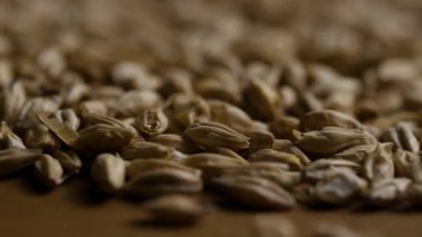 Kahverengi arka planda damıtma ve damıtma endüstrisi için açık arpa arpası çekimleri