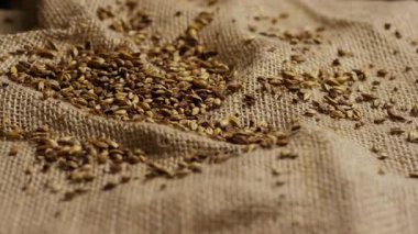 Tarım ve Bira Kavramları İçin Hessian Çuval Çuvalı Üzerine Altın Arpa Malt Tanesi Macro Dolly Vuruşu