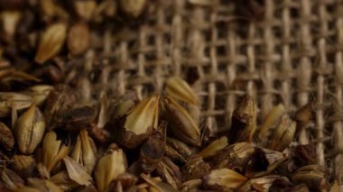 Bira üretimi ve damıtma endüstrisi konseptleri ve özgeçmiş dokuları için Hessian çuval bezi üzerinde altın arpa arpası tahıllarının makro görüntüsü