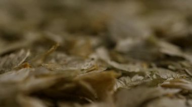 Kurutulmuş Hops 'un aşırı makro aşısı, bira ve bitkisel ilaç kavramları için sığ bir alan derinliği bırakıyor.