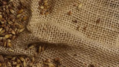 Kaba kahverengi çuval kumaş üzerine serpiştirilmiş soluk malt arpa taneleri bira ve bira demlemek için kumaş dokusu hasat tohumlarını gösteriyor.