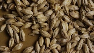 Ekstrem Makro Yakın çekim, bira imalatı ve damıtma endüstrisi için kahverengi kağıt yüzeyinde duran soluk arpa tanecikleri yığınının üzerinde yavaşça çekiliyor.