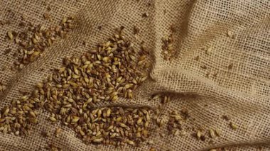 Kurumuş Arpa Taneleri Üzerine Yüksek Açılı Aşağı Döndürme Çekimi Kaba Kahverengi Çuval Bezi Kumaşı Dokuma Arkaplanı Bira Üretim Sanayisi Görselleri İçin Rastgele Dağılmış