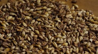 Sıcak ışıklandırmalı bira ve viski demlemek için kullanılan kavrulmuş arpa tohumu yığınını kapat.