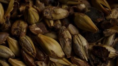 Bira ve bira demlemek için kabuklu, kavrulmuş koyu kristal arpa taneleri.