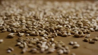 Düz kahverengi yüzeye serpilmiş soluk, iki sıra arpa arpası tanecikleri.