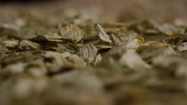 Makro, bira fabrikasında bira ve bira yapmak için çuval bezi desenli kuru koni ve hop yapraklarını yakından görüyor.