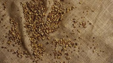 Maltlı arpa taneleri tarımsal hasat detaylarını gösteren bira ve bira demlemek için kırsal kahverengi çuval kumaş kumaşa saçılmış.