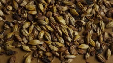 Koyu bira ve viski üretiminde kullanılan dokulu bir yüzey üzerinde dönen kavrulmuş arpa arpası taneciklerinin aşırı yakın çekimi