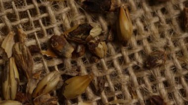 Kavrulmuş arpa arpası tanecikleri, bira ve viski üretimi için yavaşça dönen kahverengi çuval dokusuna saçılmış.