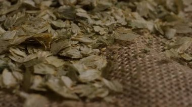 Kurumuş yeşil zıpzıp çiçeklerinin yakın görüntüsü kaba bir çuval bezine saçılmış bira demlemek için yavaşça dönen çiçekler.