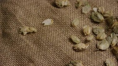 Kurumuş yeşil zıplama konileri bira ve bira demlemek için kırsal çuval bezi kumaş arka planına saçılmış.