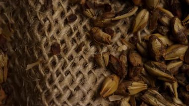 Bira demleme süreci ve tarım endüstrisi dokusu için kahverengi çuval üzerine ezilmiş arpa arpası taneciklerinin aşırı yakın çekimi.