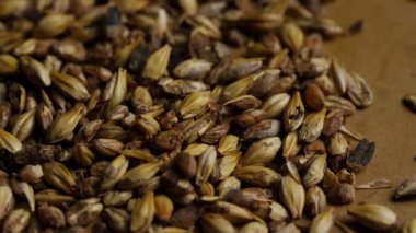 Kahverengi yüzeyde kehribar birası ve bira üretimi endüstrisi dokusu için dönen altın kristal karamelli malt taneleri.