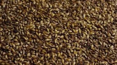 Bira imalatı ve damıtma endüstrisi malzemeleri için kavrulmuş arpa taneciklerinin en iyi görüntüsü.