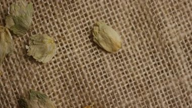 Kurumuş yeşil kozalaklar kırsal çuval bezi kumaşa saçılmış. Üst görünüm bira üretim bitkisi için mayalama malzemesi.