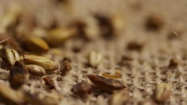 Çuval çuvala saçılmış kavrulmuş arpa tanecikleri bira veya kahvenin yerine geçecek doğal malzemeyi hazırlayan makro shot 'ı kapatın.