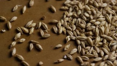 Kahverengi bir yüzeye saçılmış arpa tanelerinin genel pano görüntüsü ham bira mayalama malzemelerinin dokusunu ve detaylarını vurguluyor.