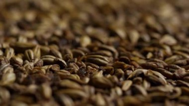 Kavrulmuş karamel arpa taneciklerinin dokusunu kapat kehribar biraları demlemek için yavaş yavaş kahverengi kabuklarını göster