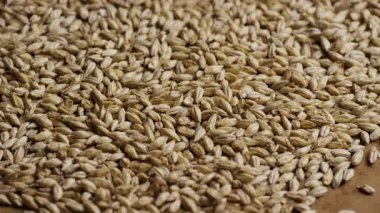 Bira demleme ve damıtma endüstrisi dokusu arka planı için yüzeyde yavaşça dönen soluk arpa tanelerinin yüksek açılı görüntüsü