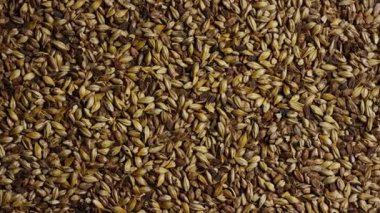 Craft Bira Üretimi ve Lager Üretim Süreci Endüstri Kavramı Görünümü için Soluk Ale Barley Malt Taneleri Temelli Üst Görünüm Bira Üretim Malzemesi