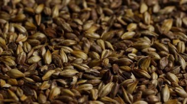 Craft Bira Üretimi ve Bira Üretim Endüstrisi Görünümü için Dönen Arpa Arpa Taneleri Dokuma Arkaplanı