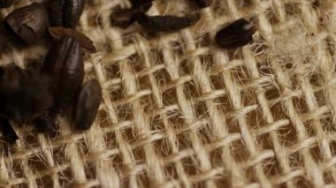 Makro tepeden aşağı koyu kavrulmuş arpa tanelerinin örülmüş çuval bezi kumaş dokusu kırsal tarımsal arka plan bira demleme kavramı üzerine dinlenmesi.