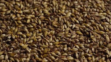 Bira demlemek için kullanılan soluk arpa taneciklerinin dokusunu kapat. Yavaş yavaş altın rengi ve kabuk detaylarını göster.