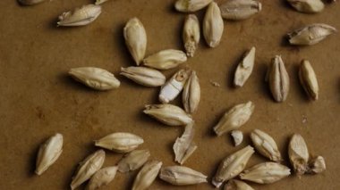 Bira ve tarım endüstrisi konsepti klipleri için kahverengi kağıdın üzerine serpiştirilmiş soluk arpa tanelerinin genel görünümü