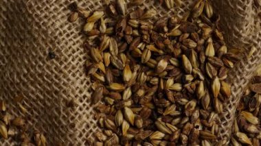 Kristal malt arpa taneleri kaba kumaş dokusuna saçılmış bira mayalama ve damıtma endüstrisi için tepeden aşağıya doğru dönen altın kahverengi tahıl tohumlarını gösteriyor.