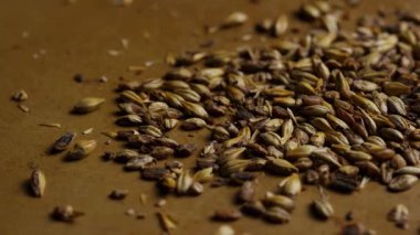 Dokulu kahverengi bir yüzeye yayılmış organik arpa taneleri ve çarpıcı ışıklandırma doğal tarım hasat detaylarını gösteriyor.