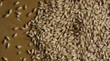 Bira ve yiyecek üretimi için kahverengi bir yüzeye saçılmış kuru arpa arpa tanelerinin yukarıdan görünüşü