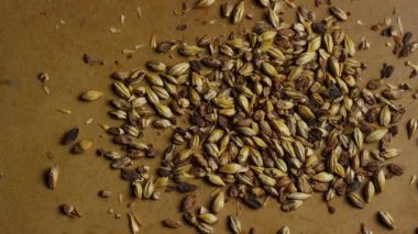 Bira ve gıda endüstrisi üretimi için kahverengi bir yüzeye dağılmış kristal arpa taneciklerinin yukarıdan görünüşü