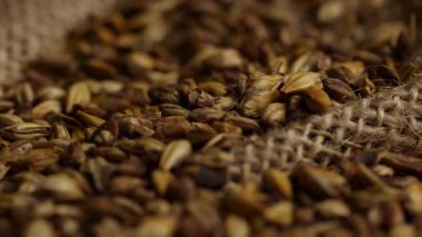 Bira demlemek için kırsal bir çuval dokusuna saçılmış arpa tanelerini yakın çekim yap.