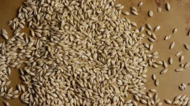 Bira ve viski üretimi endüstrisi için kahverengi bir yüzeye serpilmiş solgun arpa tanelerinin yukarıdan görünüşü