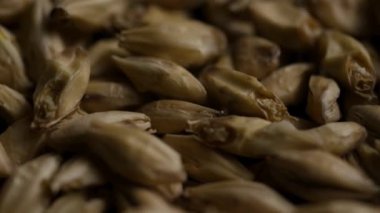 Ekstrem makro, ayrıntılı kabuk dokusunu gösteren bir yığın arpa taneciğinin üzerinde geziniyor.