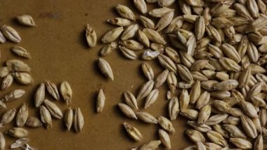 Kahverengi karton arka plana serpiştirilmiş soluk arpa arpa taneciklerinin en tepeden aşağı görüntüsü