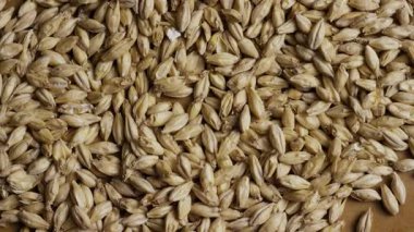 Bira birası ve Pilsner Bira Stili Alkol Üretim Endüstrisinde Soluk Arpa Taneleri 'nin tam çerçeve dokusu