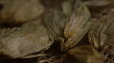 Kurumuş yeşil kozalakların makro ayrıntıları kaba kahverengi çuval bezi kumaş üzerine oturmuş bira yapımında kullanılan malzemeler.