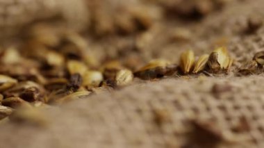 Ekstrem makro kavrulmuş arpa arpa tanecikleri bira yapımında kullanılan kaba kahverengi çuval bezi kumaş dokusuna saçılmış.