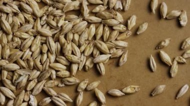Bira demlemek için kullanılan kahverengi bir arka planda dönen soluk arpa tanelerinin yukarıdan görünüşü
