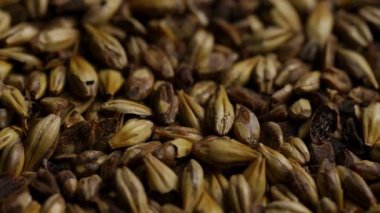 Orta pişmiş karamel kristal arpa tanecikleri kehribar birası ve koyu bira imalat endüstrisi kavramları ve alkol üretim sahneleri için dönüyor.