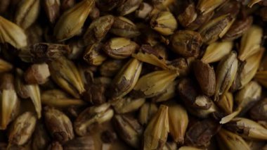 Bira üretimi, viski üretimi, tarım endüstrisi ve tahıl hasadı kavramları için dönen soluk bira arpa tanelerini kapatın.