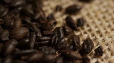 Koyu kavrulmuş çikolatalı arpa taneleri bira mayalama ve zanaatkar alkol üretim endüstrisi ve üretim sahneleri için çuval bezi kumaşına saçılmış.