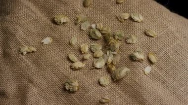 Kurumuş yeşil kozalaklar gevşek bir şekilde kırsal kahverengi çuval bezine saçılmış bira demleme ve organik tarım sektörü kavramları için yavaşça dönüyor.